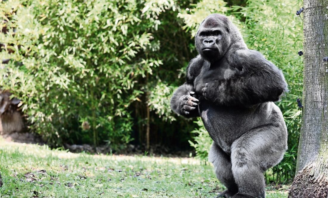 Las autoridades esperan que Bantú cumpla con el proceso de adaptación en lo que será su nueva casa y, posteriorme nte, continuar con el apareamiento (VALENTE ROSAS. EL UNIVERSAL)