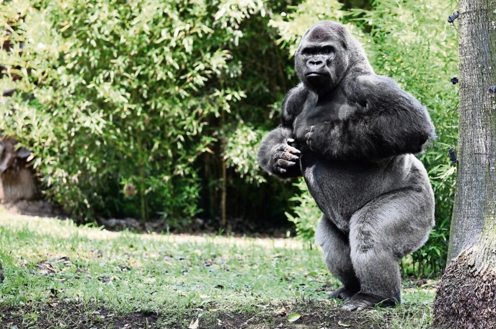 Las autoridades esperan que Bantú cumpla con el proceso de adaptación en lo que será su nueva casa y, posteriorme nte, continuar con el apareamiento (VALENTE ROSAS. EL UNIVERSAL)