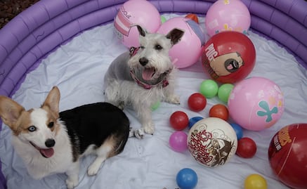 Estudio demuestra que los perros prefieren amor antes que comida