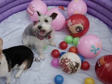 Estudio demuestra que los perros prefieren amor antes que comida