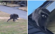 ¿Quién es Jimothy?; el singular mapache de Seattle que desata el furor de la comunidad y conquista las redes sociales