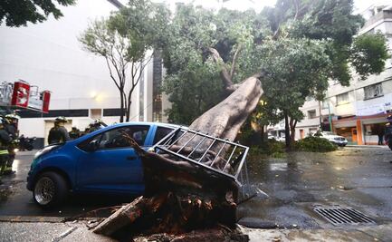 Árbol de 25 metros cae sobre auto en la colonia Tabacalera