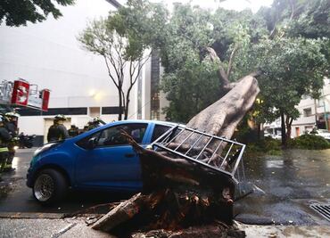 Árbol de 25 metros cae sobre auto en la colonia Tabacalera