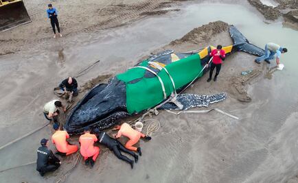 ​Trabajan más de 40 horas para regresar a ballena varada al mar en Argentina