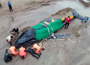 Trabajan más de 40 horas para regresar a ballena varada al mar en Argentina