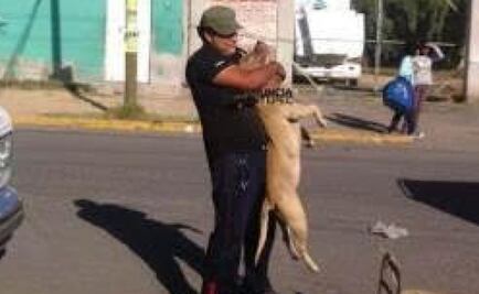 Hombre asfixia a perro en Ecatepec