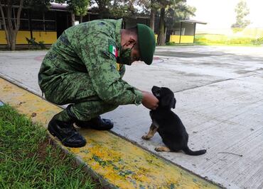 Ejército crea refugio para perritos que deambulan en obras de Santa Lucía