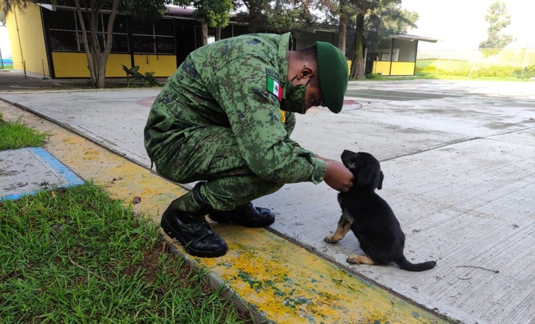Actualmente, 58 perritos de diversas razas ocupan este espacio de forma temporal. Foto: Especial