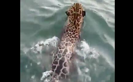 AMLO comparte video de jaguar nadando en el mar Caribe; "como México no hay dos", dice