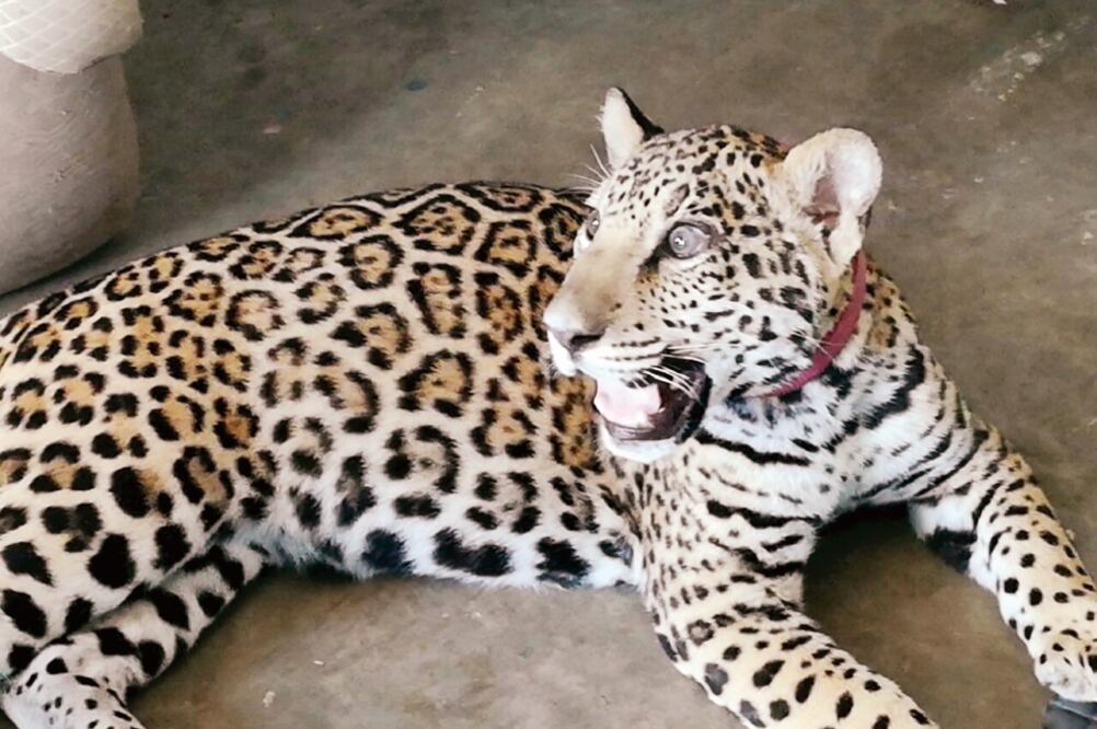 La Profepa aseguró a la cachorra Camila; sin embargo, un joven presentó la documentación que lo acredita como propietario (CORTESÍA)