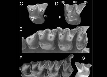 Murciélago prehistórico caminaba en cuatro extremidades