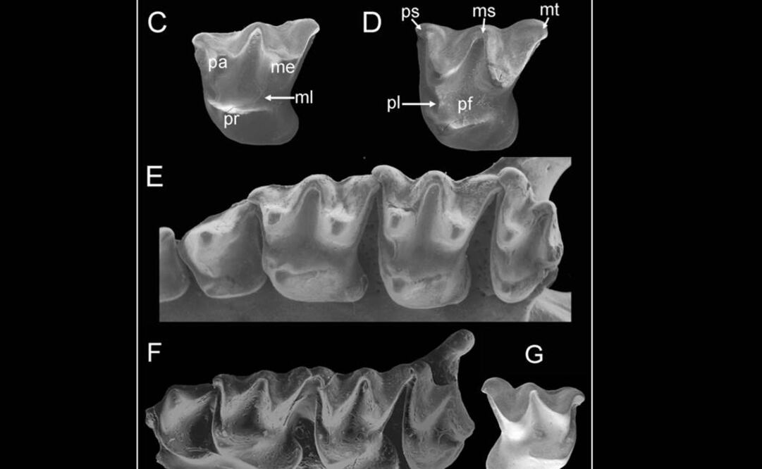 Su diferencia radicaba en el tamaño del cuerpo. Foto: PLOS ONE