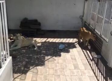 Profepa asegura a tres leones que estaban en una azotea de CDMX