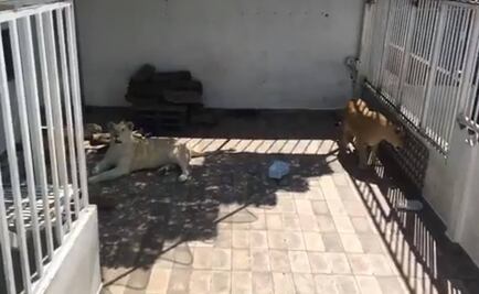 Profepa asegura a tres leones que estaban en una azotea de CDMX