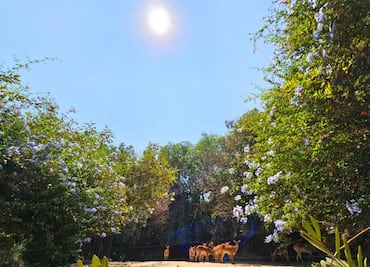 Eclipse solar 2024: ¿Cómo fue el comportamiento de los animales en el Zoológico de Chapultepec?