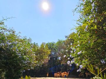 Eclipse solar 2024: ¿Cómo fue el comportamiento de los animales en el Zoológico de Chapultepec?