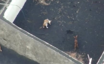 “Los perros están bien”: grupo asegura que rescató a los animales atrapados en La Palma