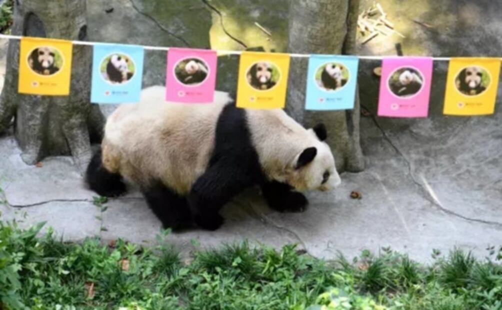 Muere en zoológico de China panda gigante que ayudó a salvar a su especie de la extinción