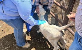 Chihuahua refuerza acciones por gusano barrenador en Parral; inspeccionan ranchos cercanos a primer contagio