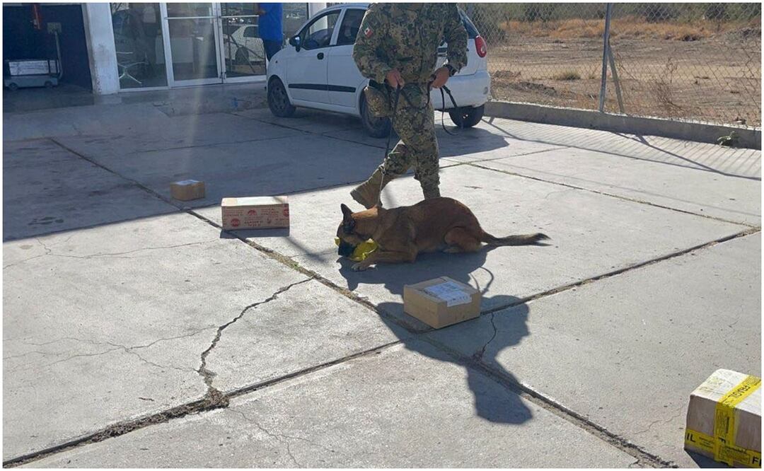 Este 15 de noviembre, se desplegó un operativo en el aeropuerto de La Paz, BCS donde fueron asegurados 3 paquetes con presunta droga. Foto: Especial