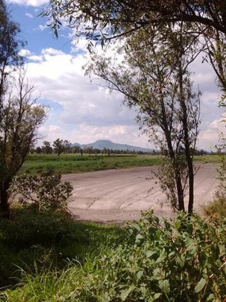 Ahuejotes, los viejos guardianes de las chinampas
