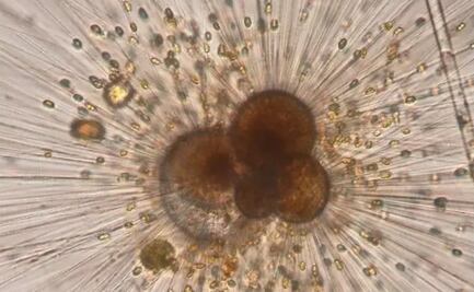 La humanidad supera a los volcanes en la generación de carbono