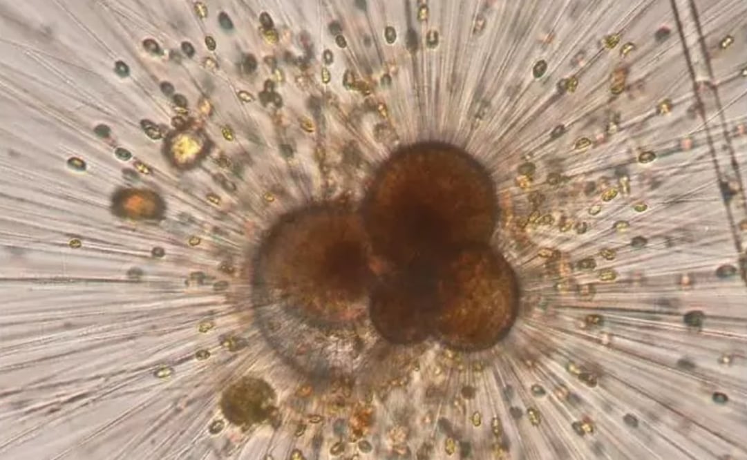 Foto: BÄRBEL HÖNISCH vía Europa Press