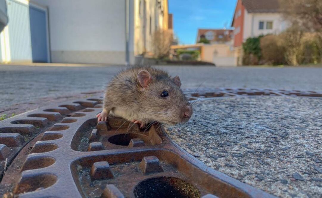 (Foto: Facebook / Berufstierrettung Rhein Neckar)