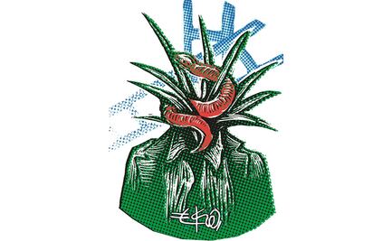 Entre bodas, sucesión y vísceras tropicales