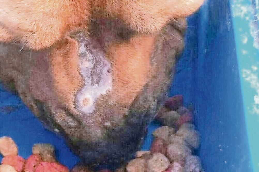 La asociación Raúl Julia Levy aseguró que Max tiene fractura en el cráneo y quemaduras, por lo que alistan una denuncia penal (FOTOS: CORTESÍA DE LA FUNDACIÓN)