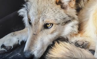 Avanza recuperación en vida silvestre del lobo mexicano; liberan en Chihuahua a tres ejemplares remitidos de EU