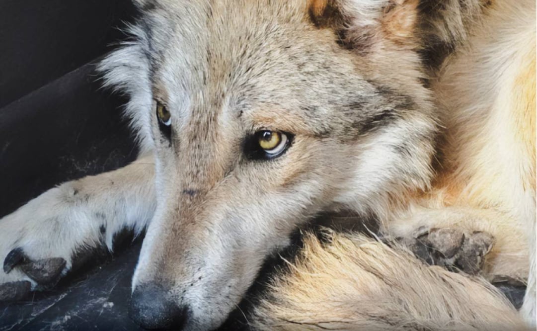Tres ejemplares de lobo mexicano fueron liberados en el municipio de Casas Grandes, Chihuahua. Foto: Profepa