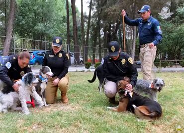 ¡En adopción! 6 perritos rescatados de la explosión en Tlalpan