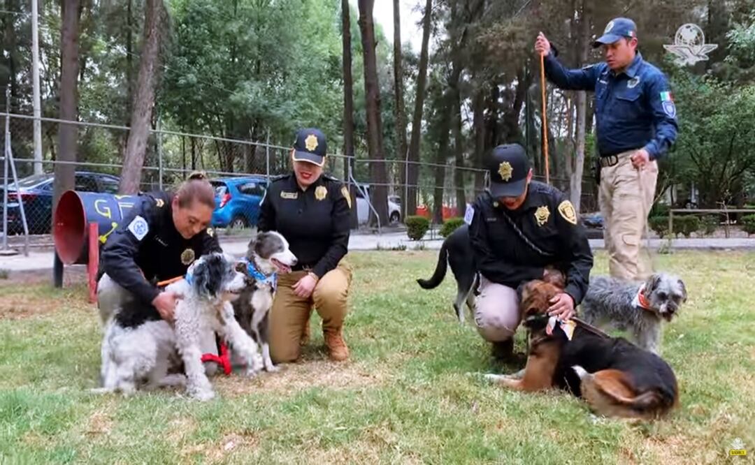 Perros rescatados en Tlalpan. Foto: Especial