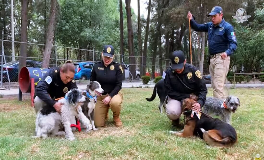 Perros rescatados en Tlalpan. Foto: Especial