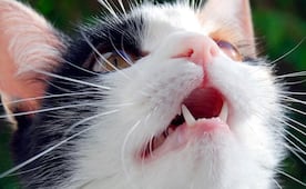 ¿A  gatos se les cepilla los dientes?; guía paso a paso para evitar la pérdida de piezas dentales
