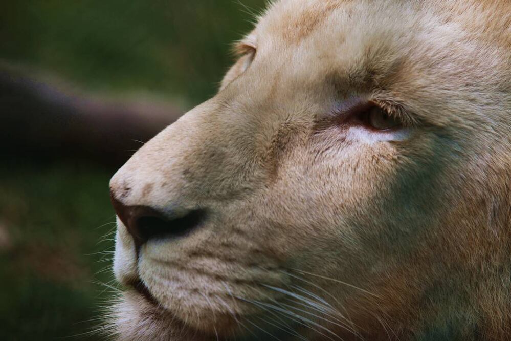 Hay varias atracciones en el Parque Ecológico de Zacango. Foto: Jorge Alvarado. El Universal