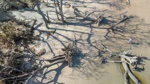 La biodiversidad no se salva con promesas, sino devolviendo el agua 