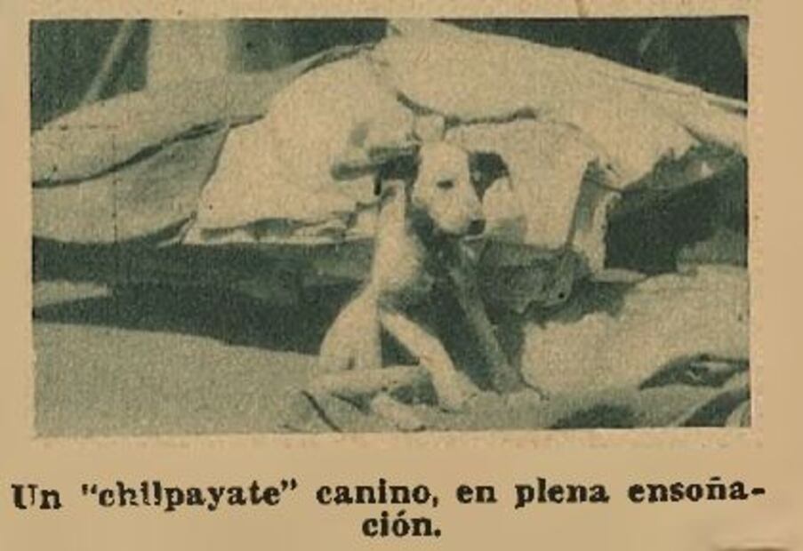 Desde los años 30 defendían a los perros
