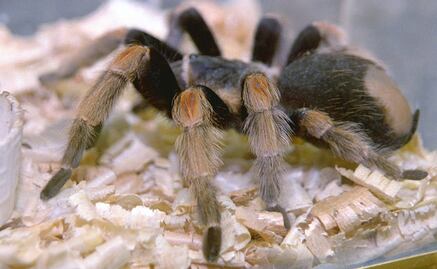 Las arañas "afinan" sus redes para ligar