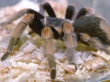 Las arañas "afinan" sus redes para ligar