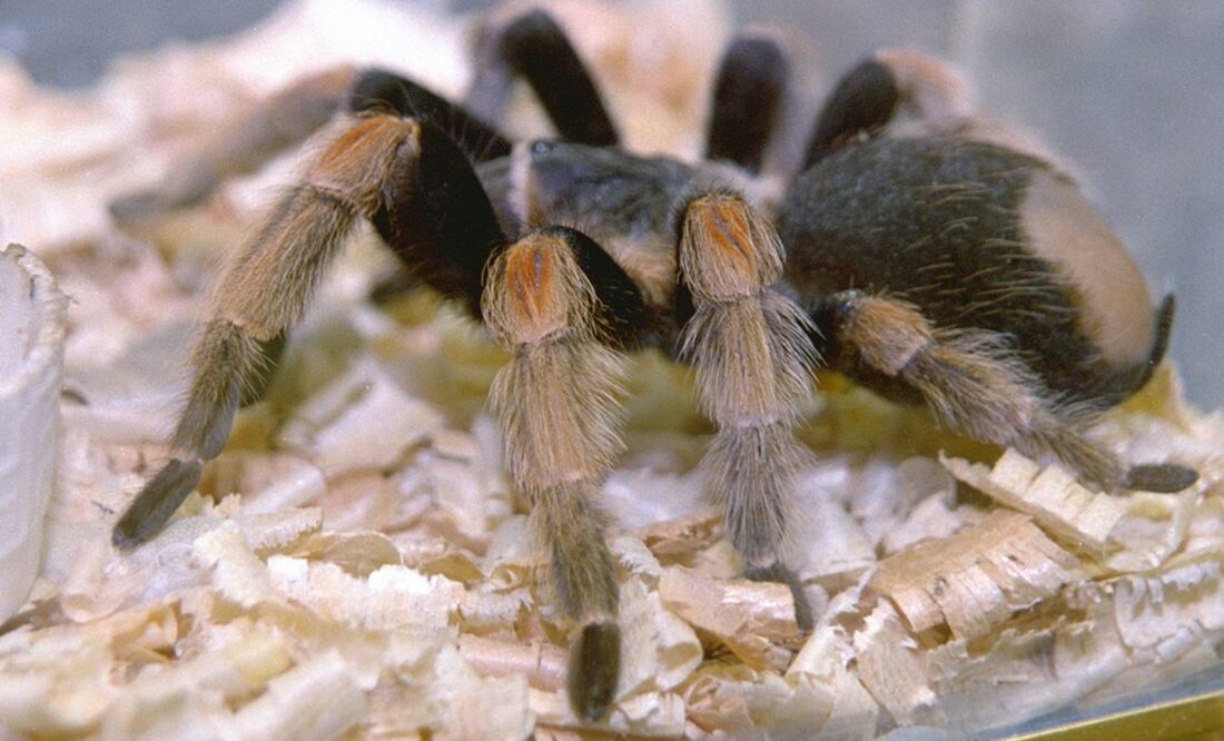 (FOTO:Archivo/EL UNIVERSAL)