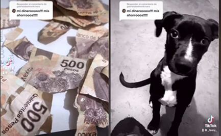 Perrito destroza billetes de 500 pesos del aguinaldo de su dueña