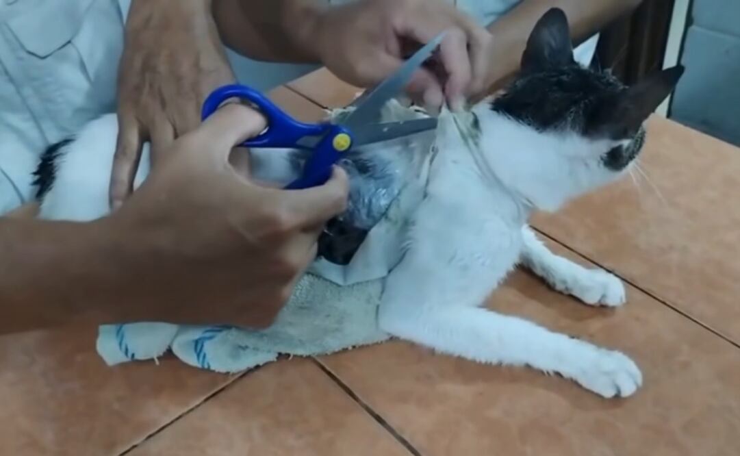 El gato tenía pegados paquetes con 235.65 gramos de aparente marihuana, un paquete de 67.76 gramos de aparente pasta de crack. Foto: Captura de pantalla