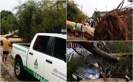 Lluvias derriban árboles y causan daños a viviendas en Tapachula