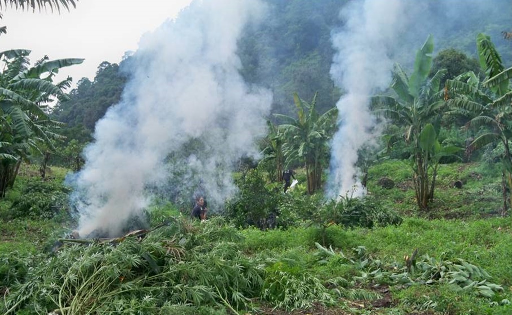 Incineran plantío de mariguana en Michoacán 