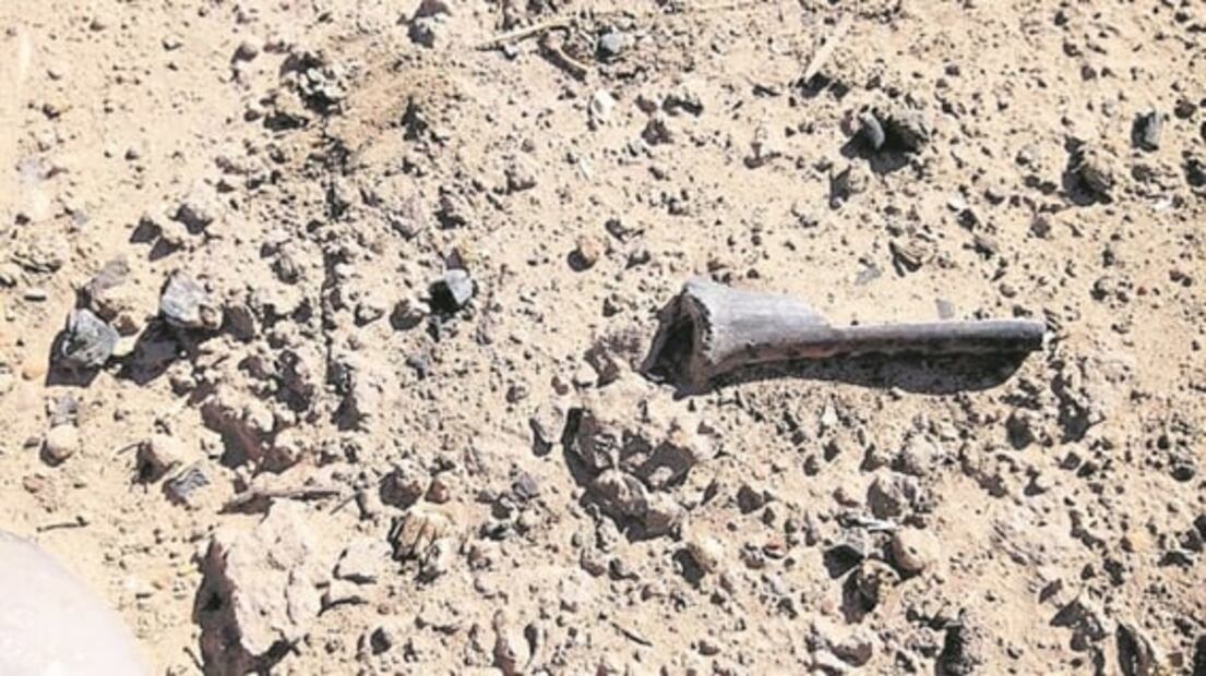 Buscan huesos. “En vez de contarlos, los pesan”