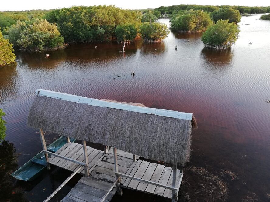 Manglares de Sisal. Foto: SEFOTUR Yucatán