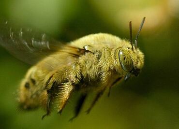 El calentamiento global afecta a abejorros