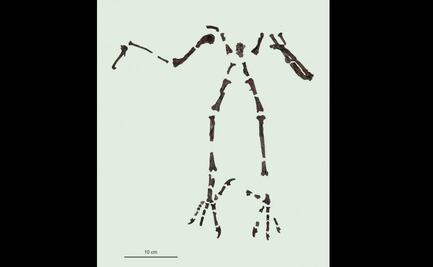 Descubren nueva especie de gran búho de hace 55 millones de años